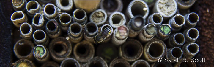 Native bee on a bee hotel