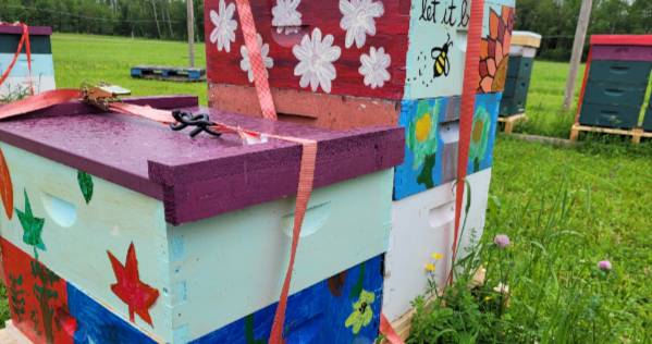 Bee hives