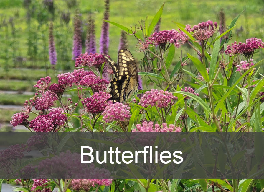 Clickable photo of a butterfly of pink flowers