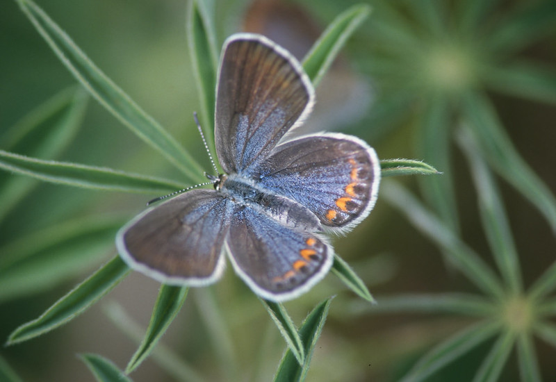 Karner Blue on a leaf with its wings spread