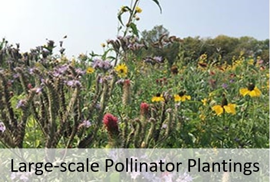 Large-scale Pollinator Plantings