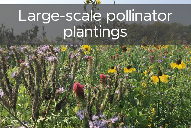 Large-scale pollinator plantings