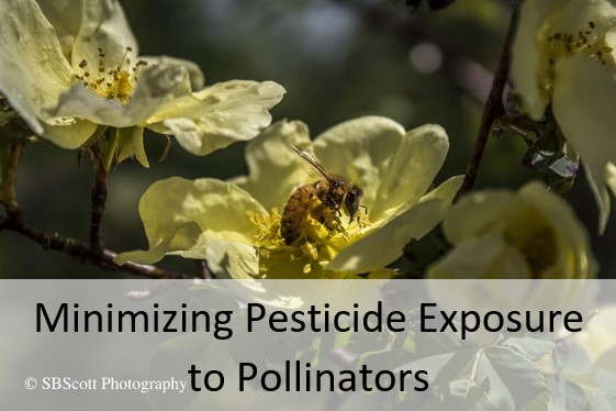 Minimizing Pesticide Exposure to Pollinators