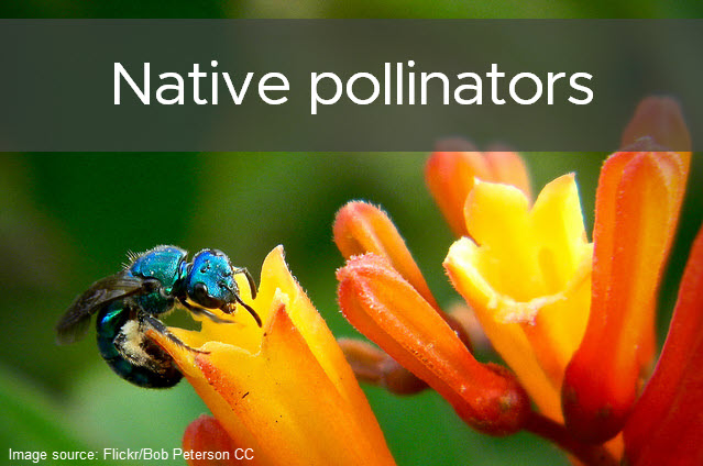 Native pollinators