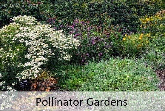 Pollinator Gardens