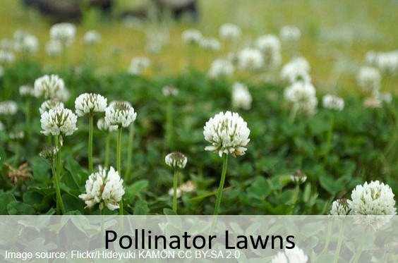 Pollinator Lawns
