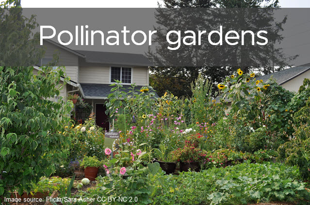 Pollinator gardens