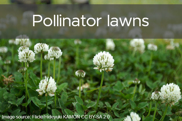 Pollinator lawns