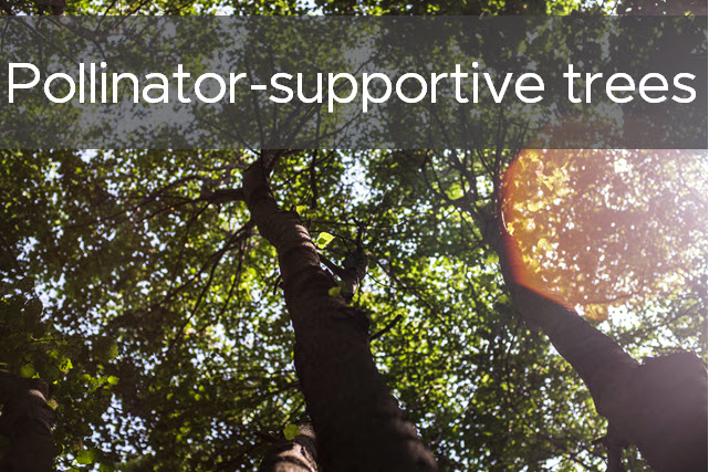 Pollinator-supportive trees