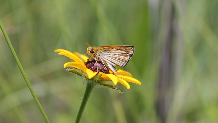 Poweshiek skipperling on a yellow flower