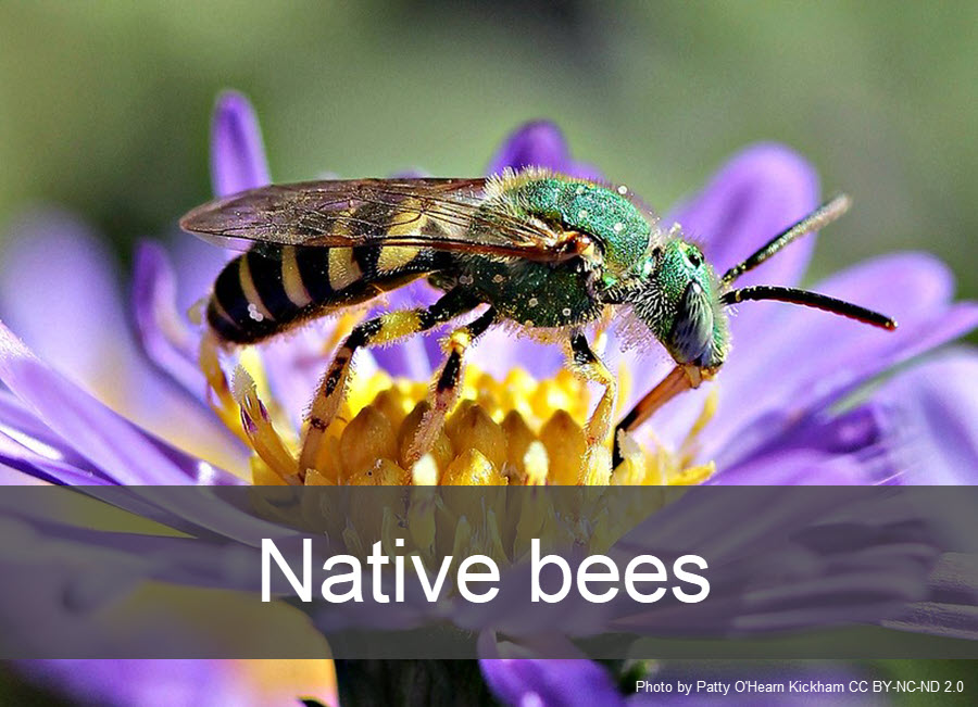 Clickable photo of a green sweat bee on a flower