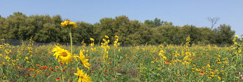 Pollinator Planting