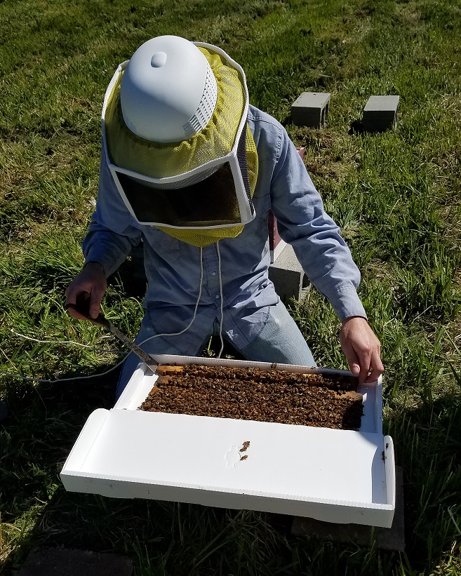 Beekeeper opening nuc box