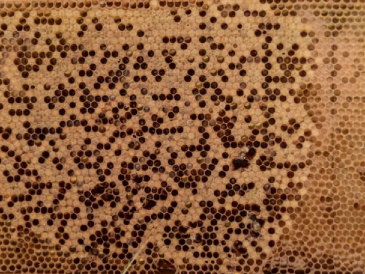 Spotty brood pattern