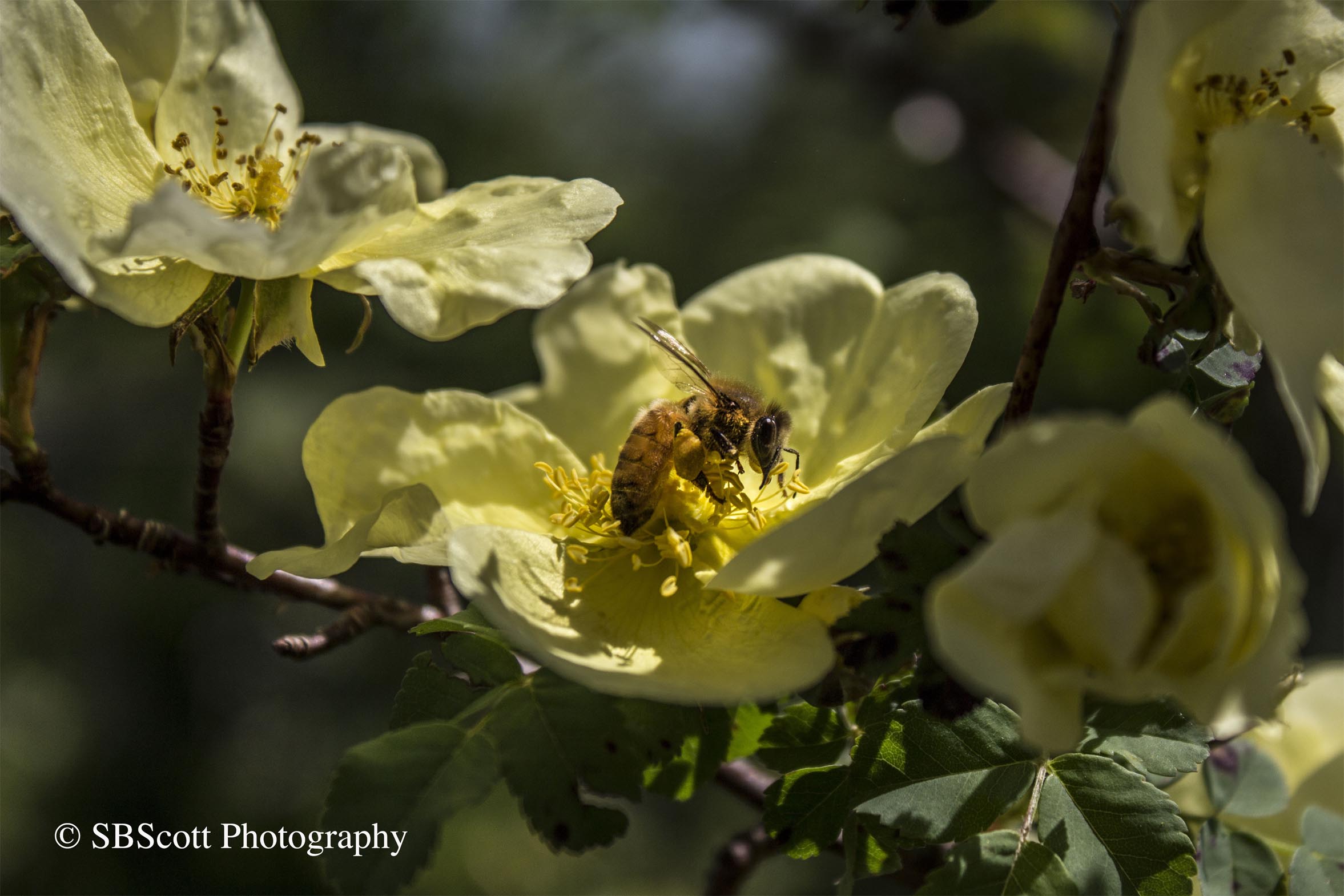 honey bee on apple blossom