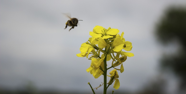 Bee flying near a flower