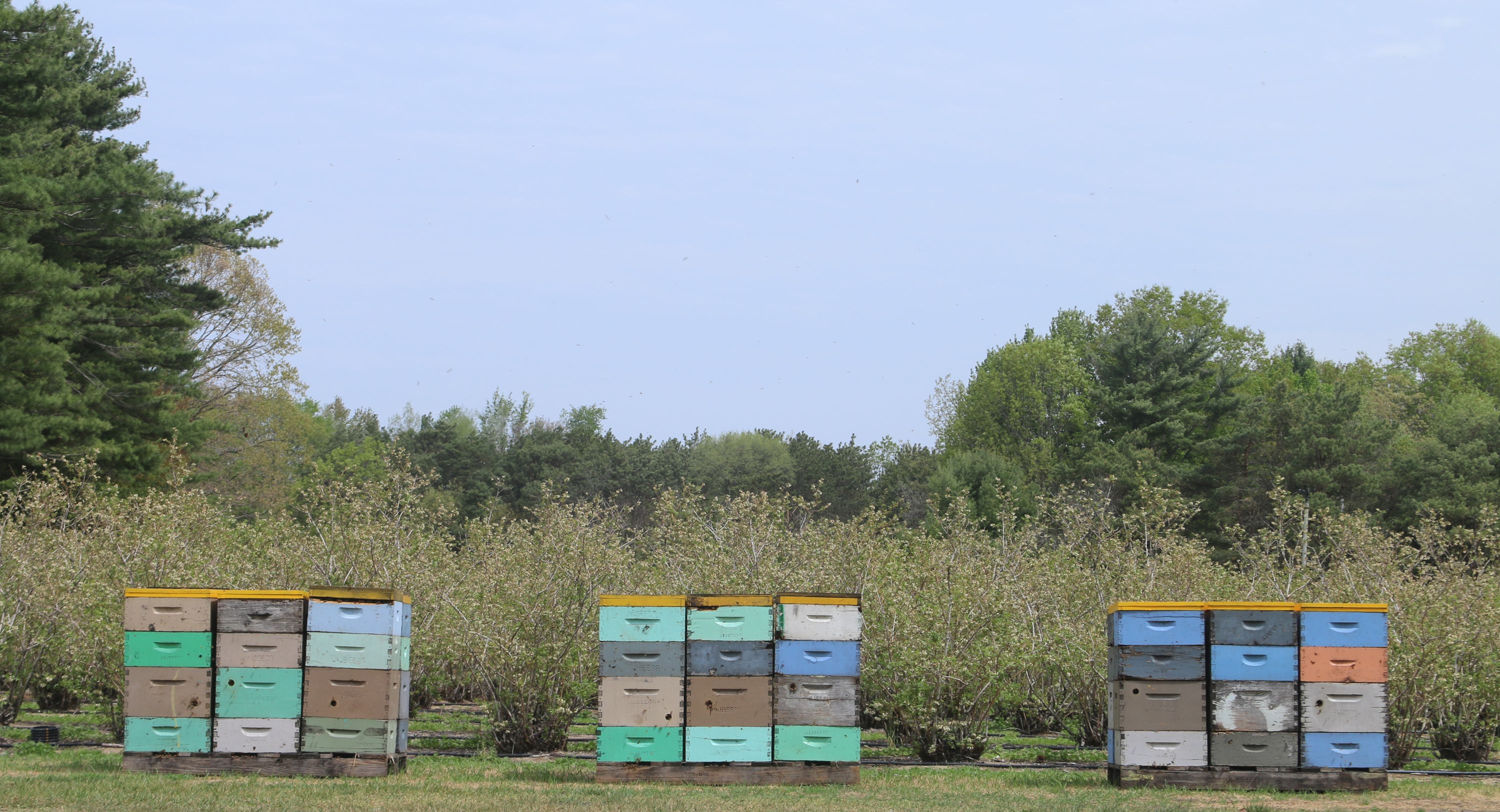 Hives by blueberry field