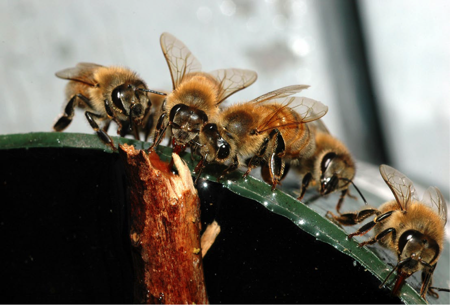 honey bees drinking water