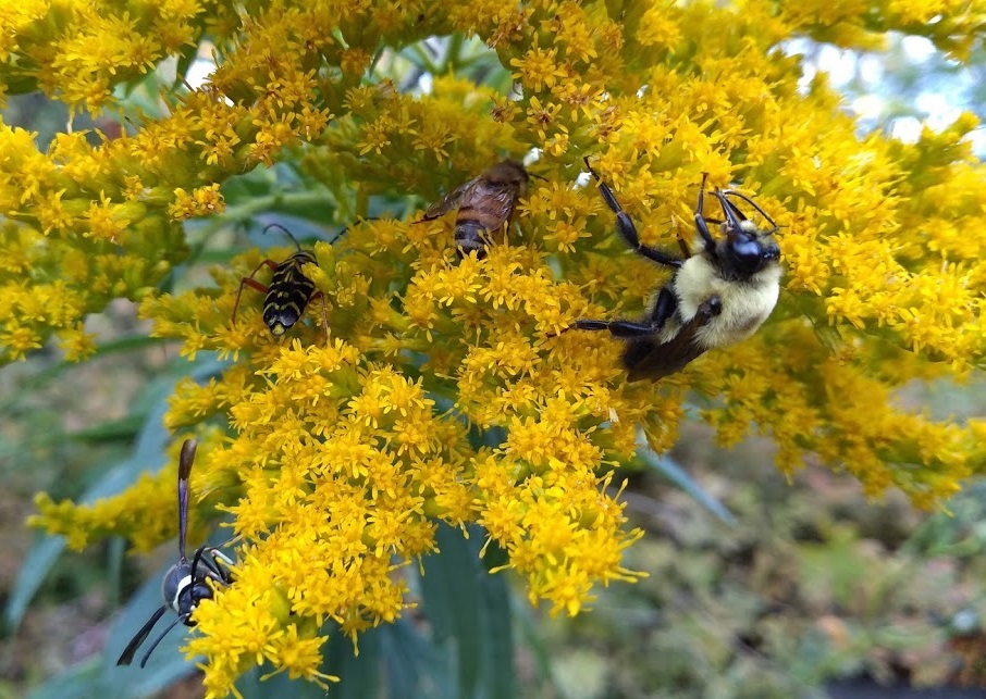 Four Pollinators on Solidago