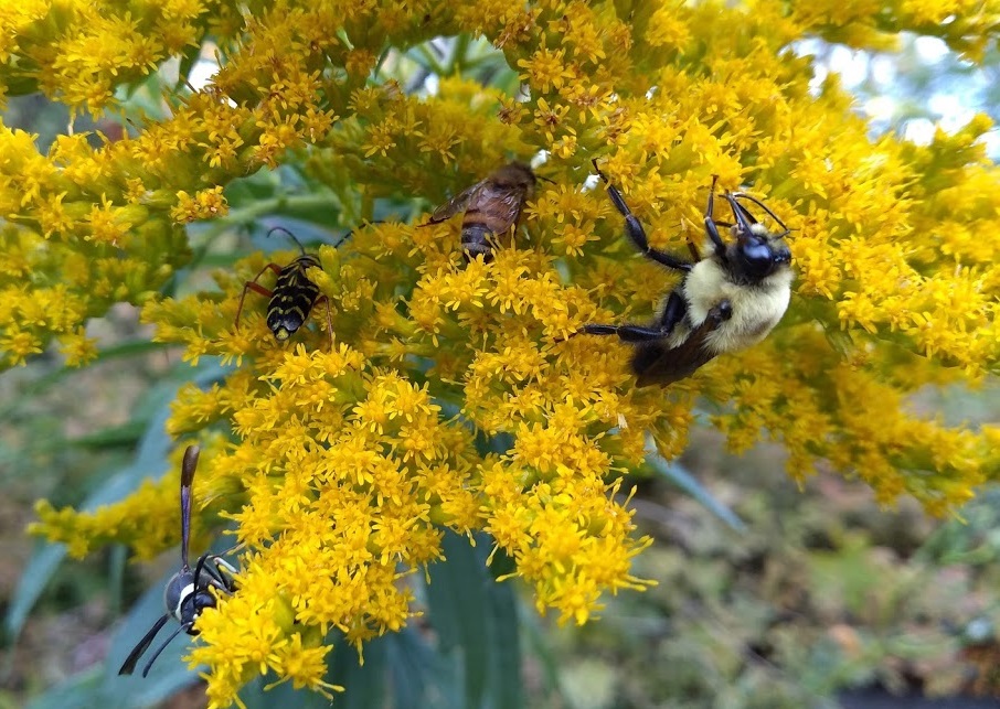 Help The Bees Michigan Pollinator Initiative