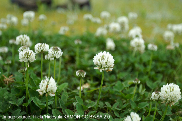 White clover lawn