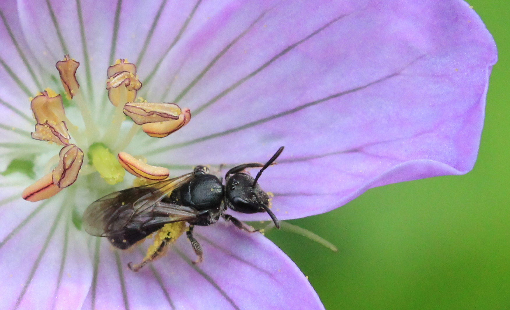 Bees Of Michigan Michigan Pollinator Initiative