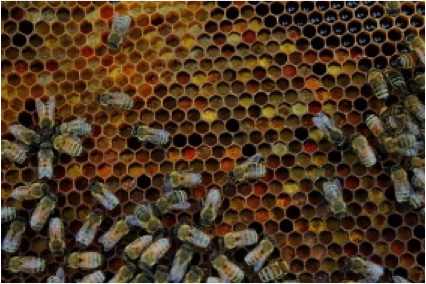 Bees on honeycomb