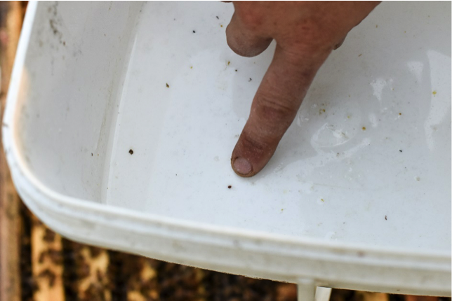 Beekeeper counting mites