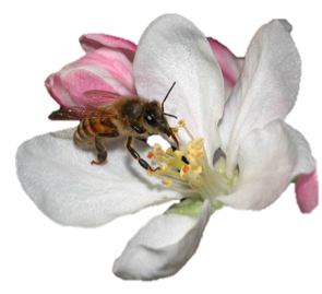 Bee on blossom