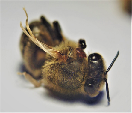Honey bee with a varroa mite on her thorax and signs of deformed wing virus