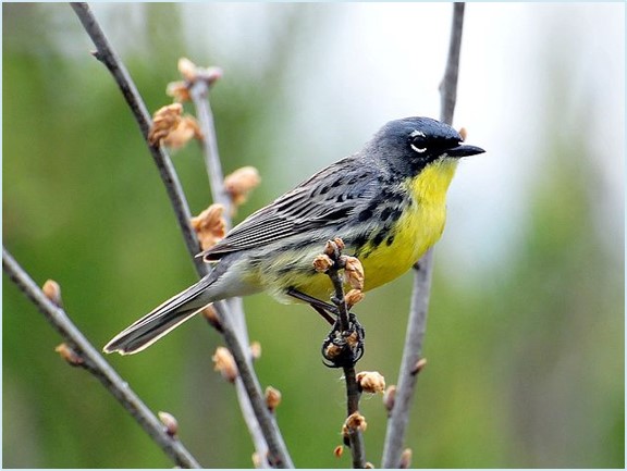 Kirtland Warbler - Photo USFWS Midwest CC BY 2.0