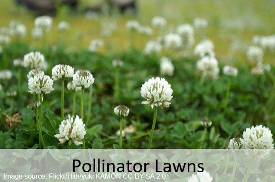 White clover lawn