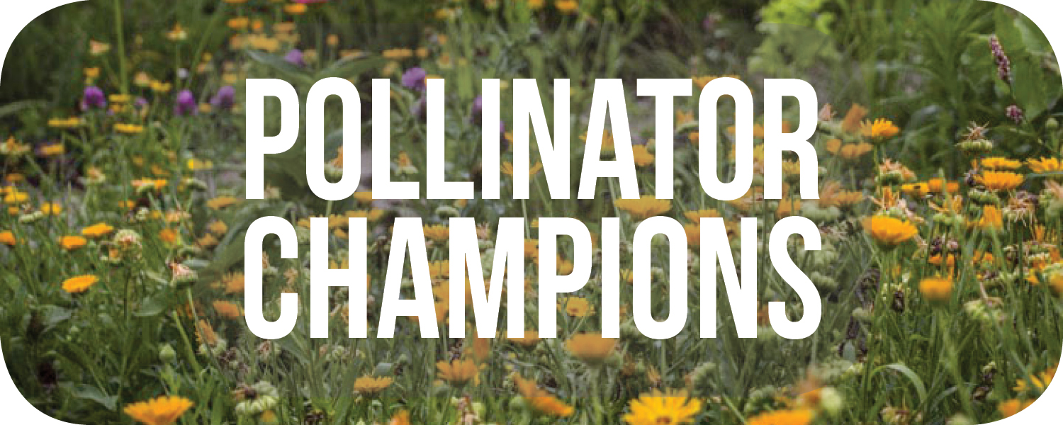 pollinator champions button