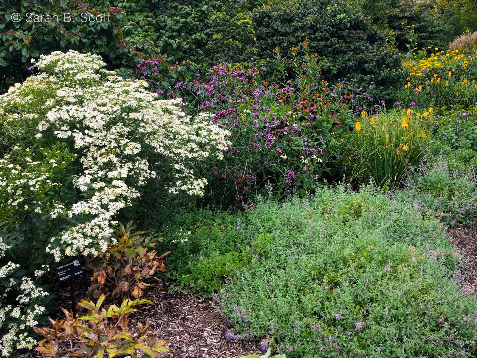 Flowers in a garden