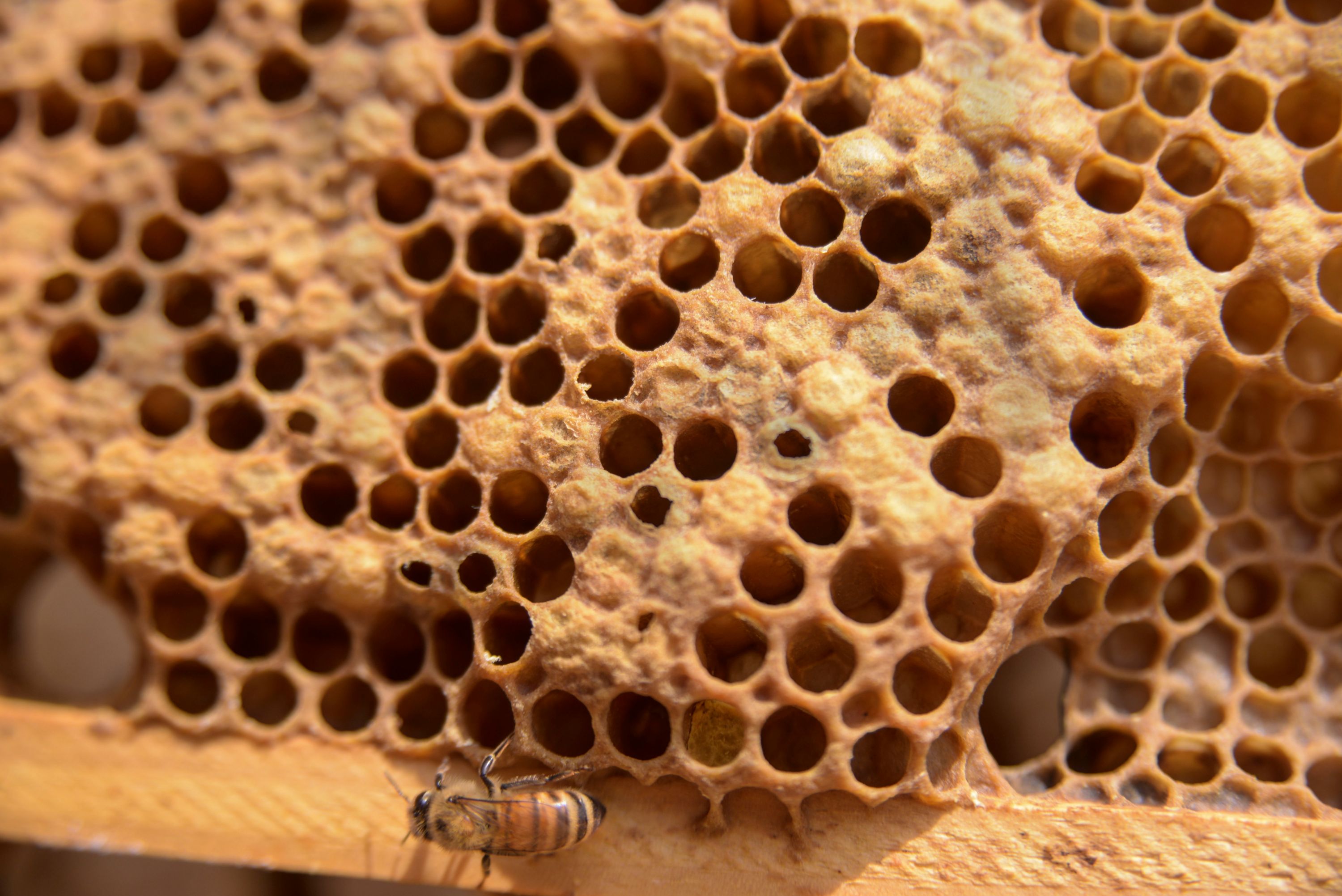 Diagnosing And Treating American Foulbrood In Honey Bee Colonies Michigan Pollinator Initiative - 50 million honey in 10 minutesop code roblox bee swarm