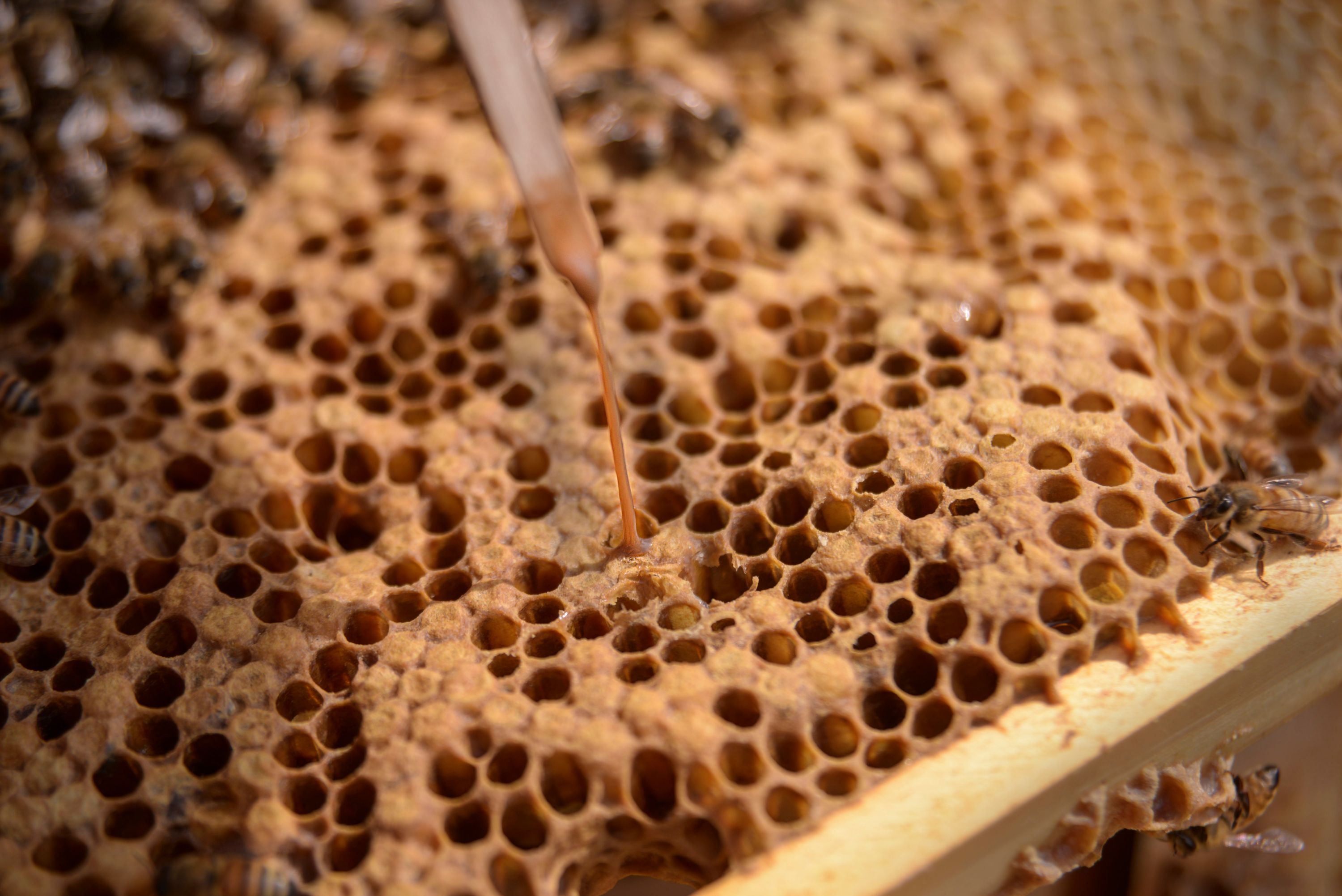 Diagnosing And Treating American Foulbrood In Honey Bee Colonies Michigan Pollinator Initiative - roblox bee swarm test