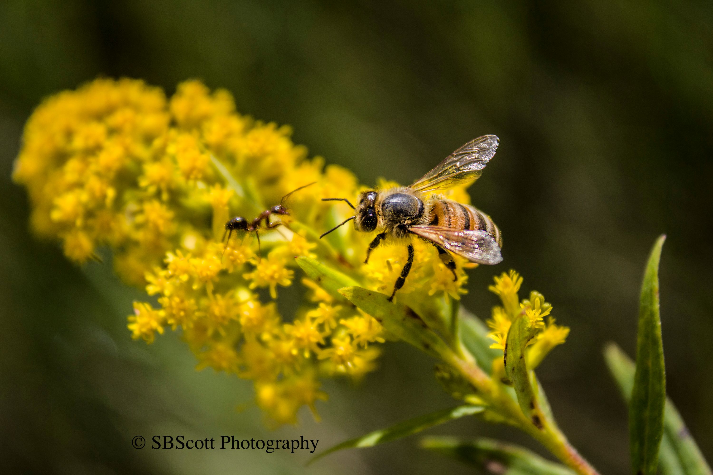 Honey bee and ant on goldenrod