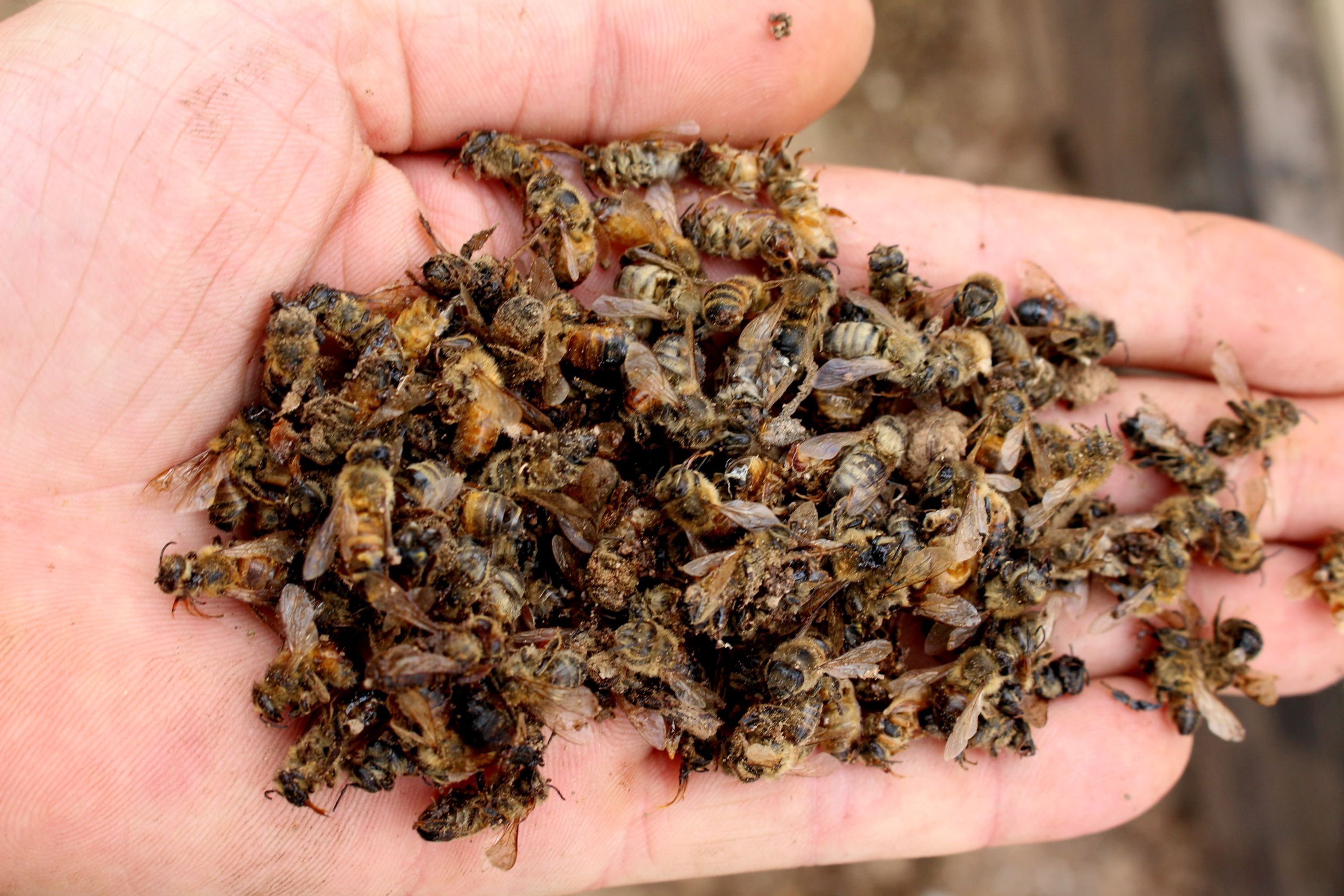 Pesticide killed bees in hand