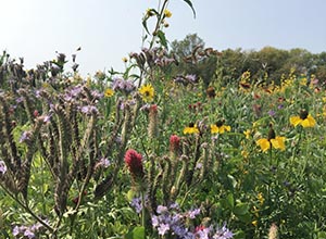 Large-scale pollinator plot